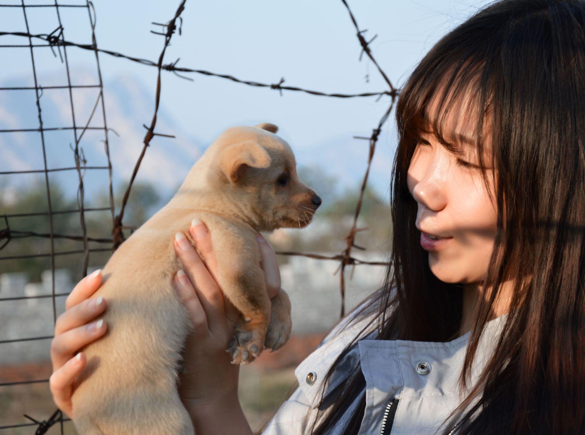 台南流浪狗,流浪動物之家