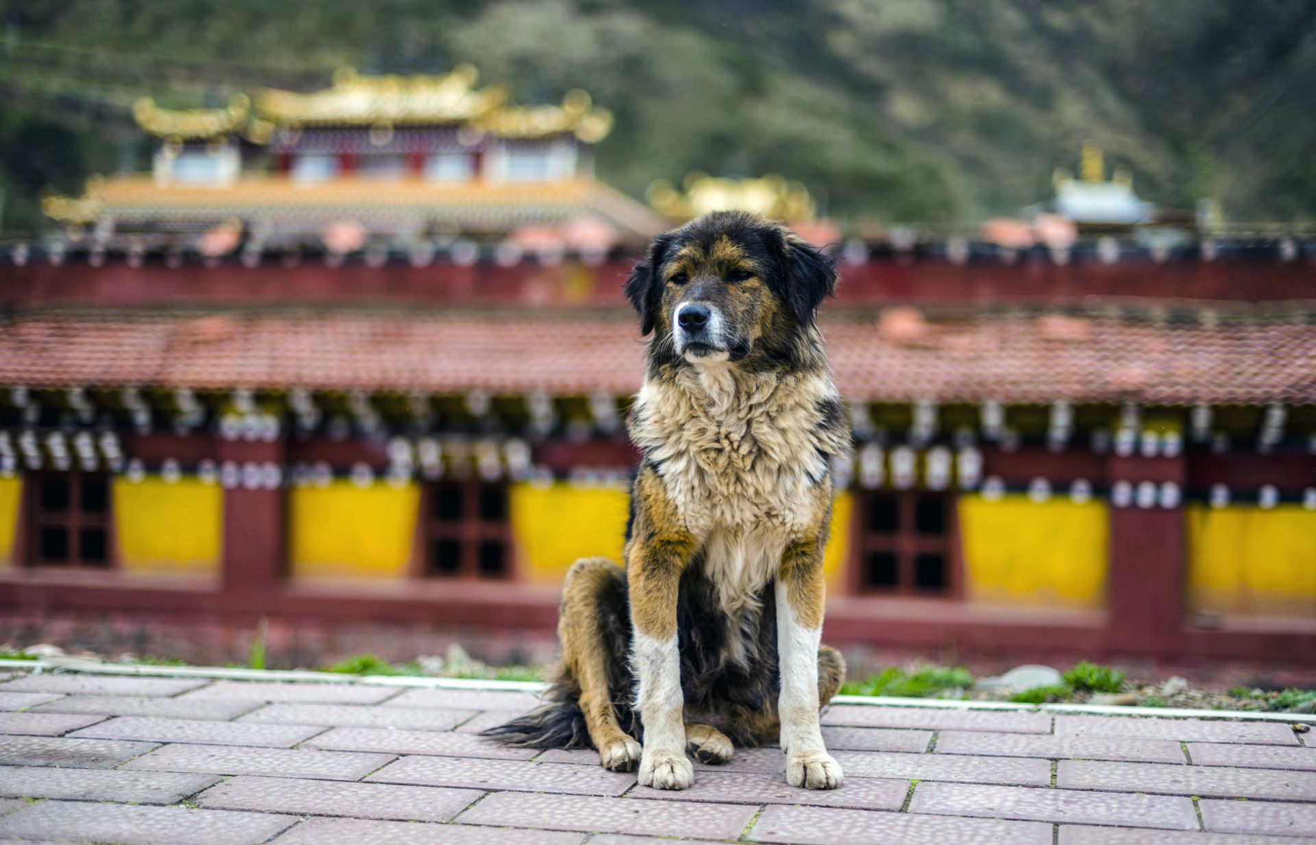 流浪狗救援｜志工奉獻與捐贈合力，改善動物福利的關鍵